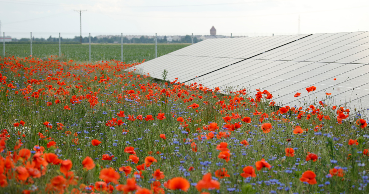 RWE successful with 31 solar projects in Polish auction