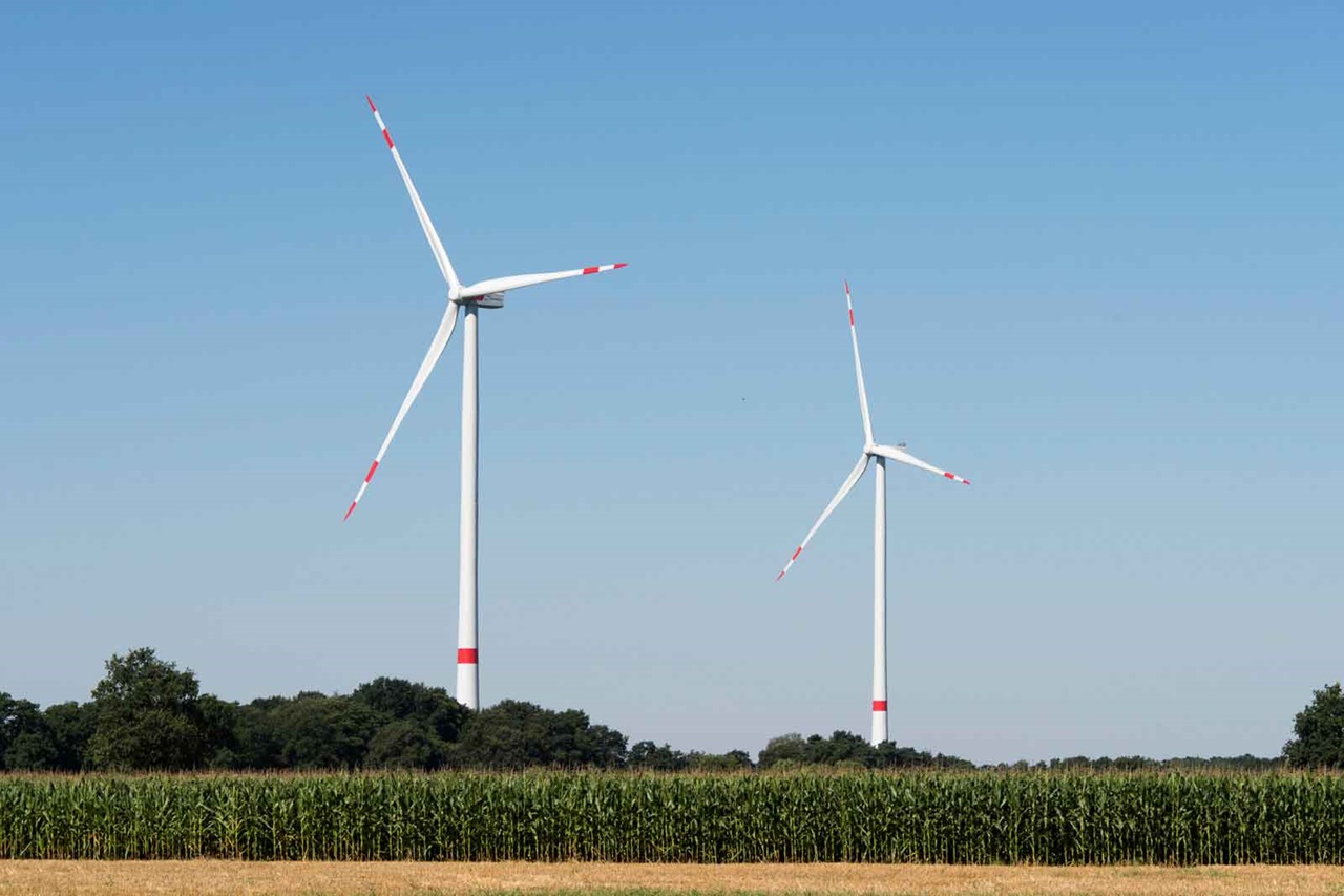 Zwei Windkraftanlagen stehen neben einem Feld aus hohen Maispflanzen, gegen einen klaren blauen Himmel.