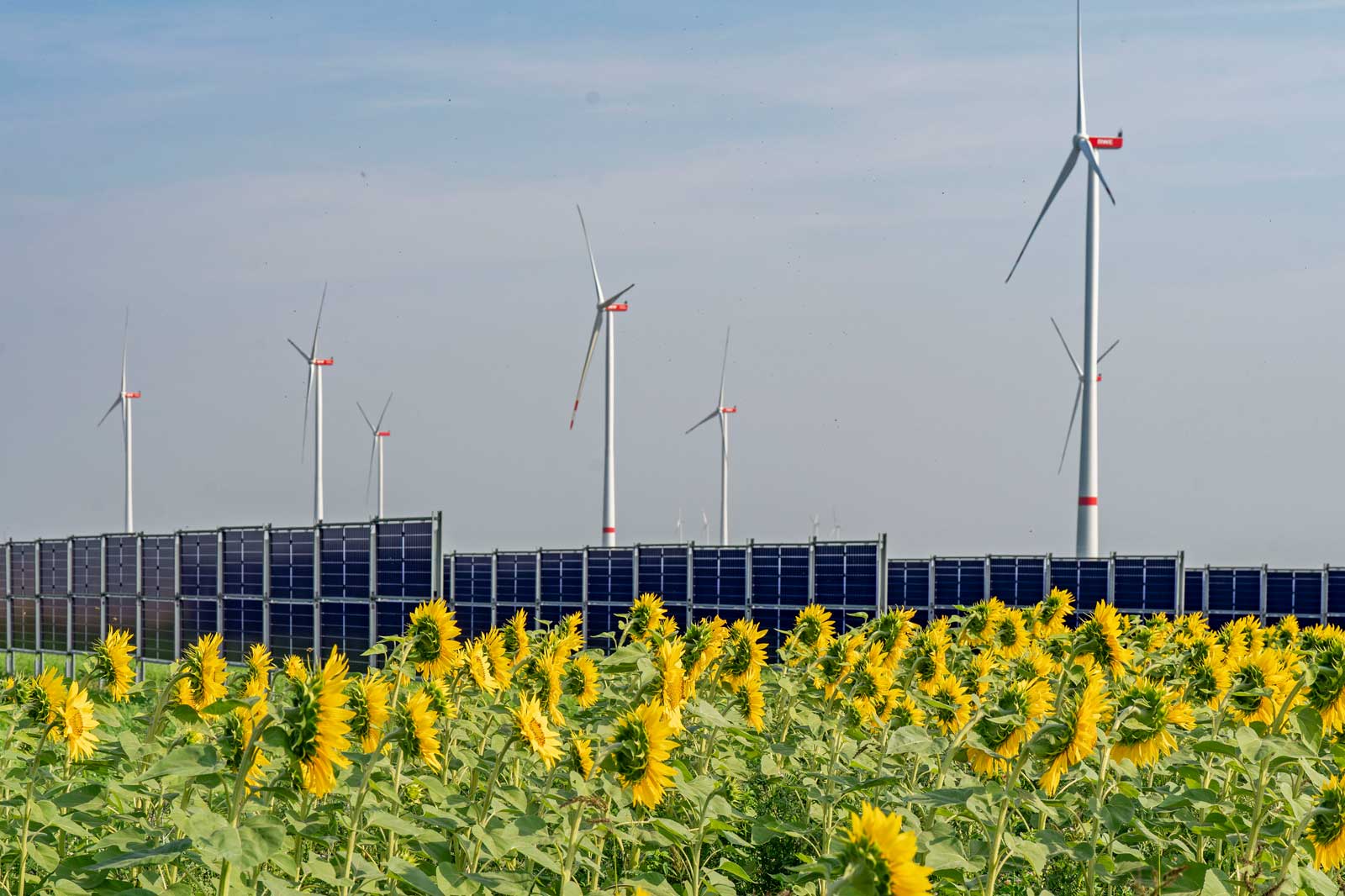 Eine lebendige Landschaft mit Sonnenblumen im Vordergrund, Solarpanelen und Windkraftanlagen im Hintergrund.