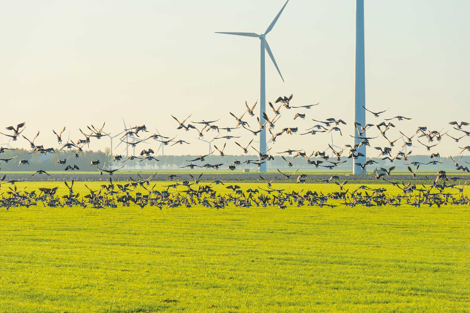 A large flock of birds flies over a green field, with wind turbines visible in the background.
