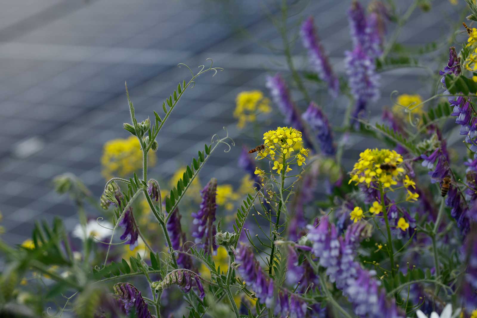 Yellow and purple flowers bloom with a bee, set against a backdrop of solar panels in the background.