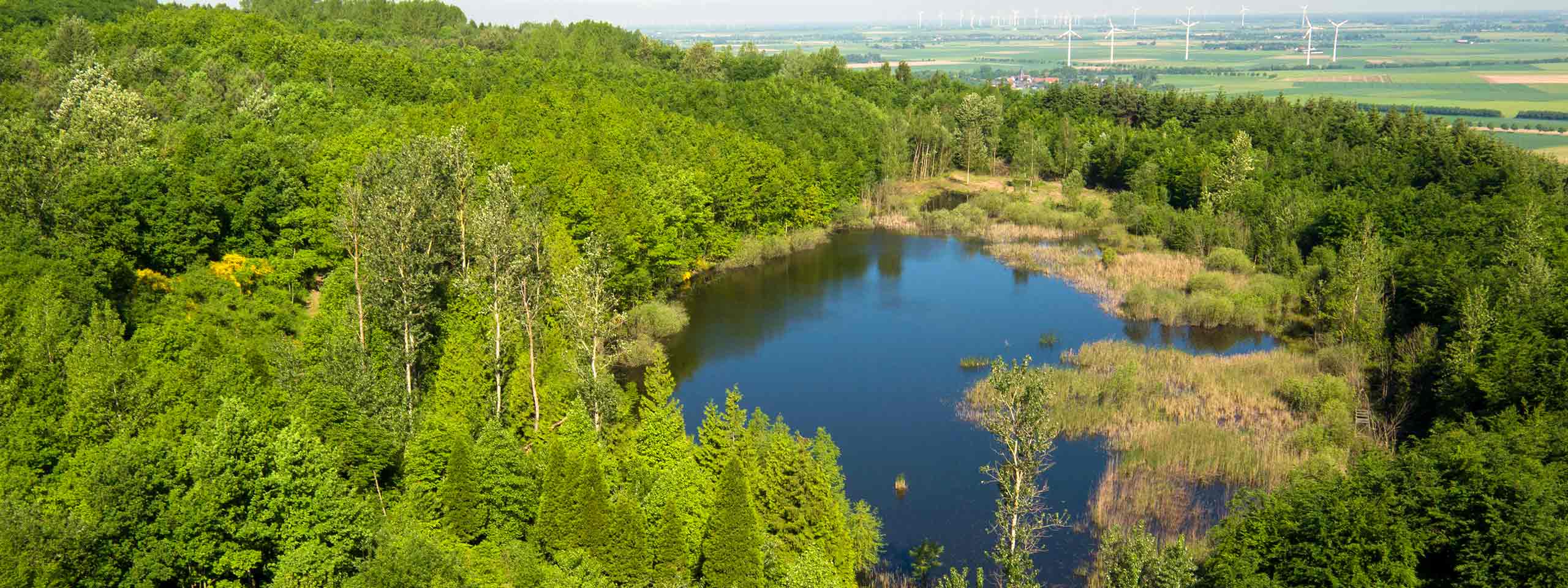 Ein üppiger, grüner Wald umgibt einen ruhigen Teich unter einem klaren Himmel, im Hintergrund sind entfernte Windkraftanlagen sichtbar.