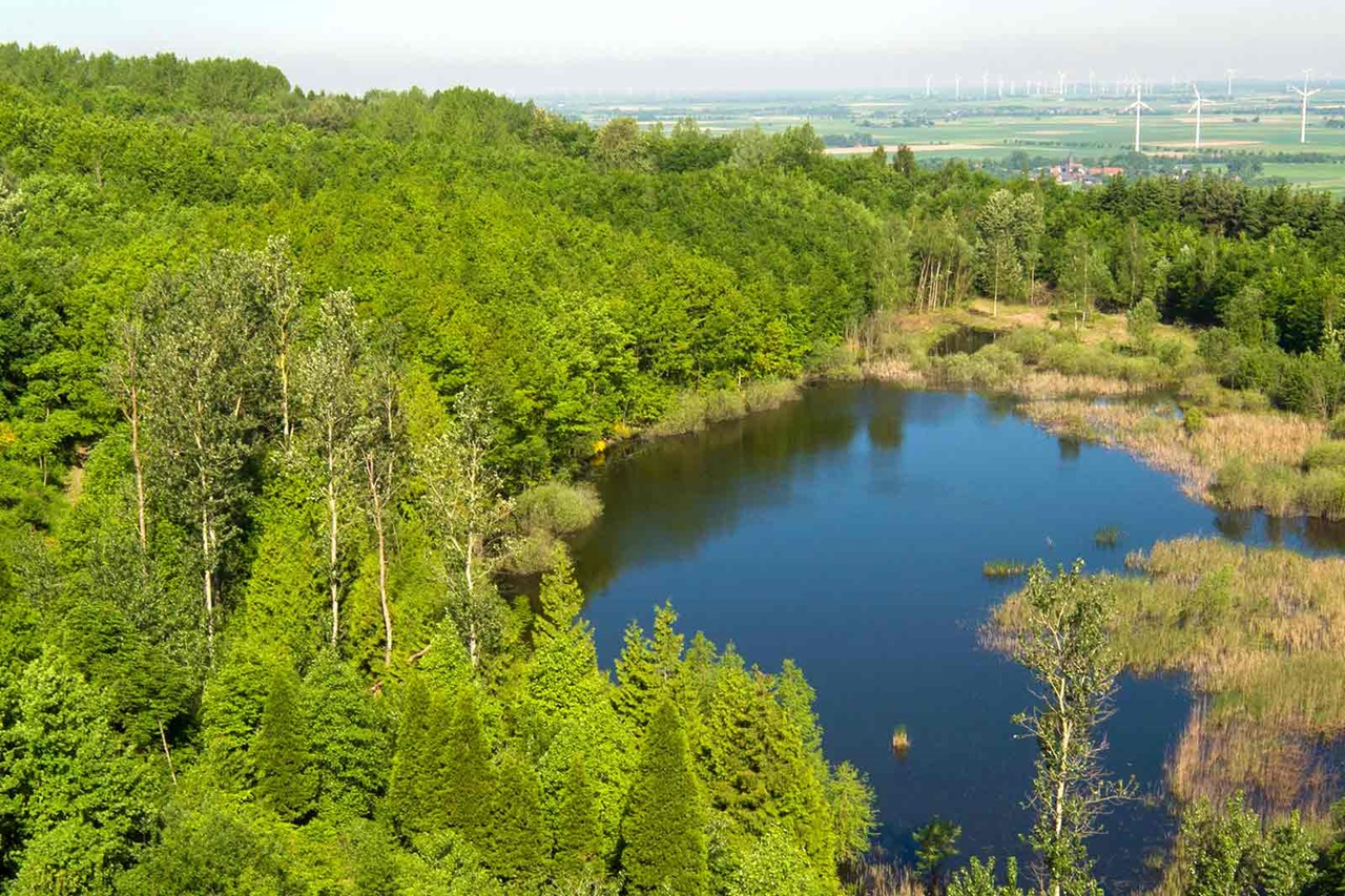 A tranquil landscape featuring a pond surrounded by lush greenery and forests, with wind turbines in the background.