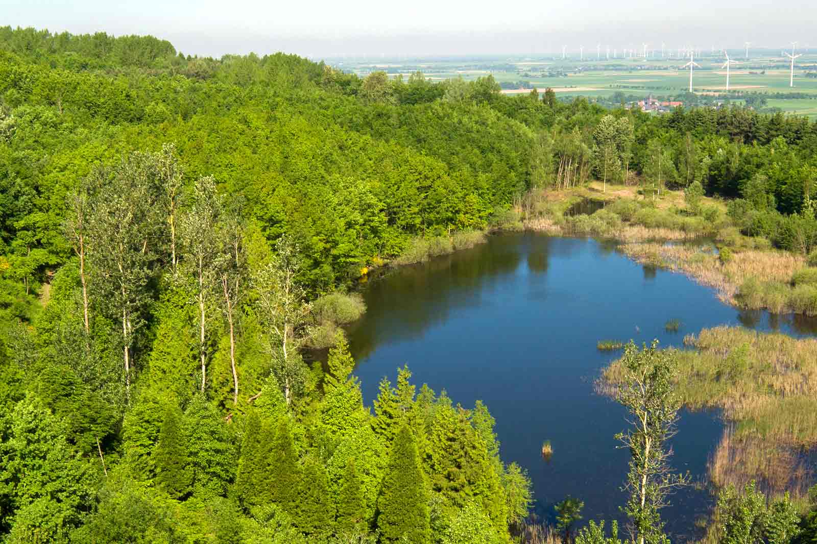 A tranquil landscape featuring a pond surrounded by lush greenery and forests, with wind turbines in the background.
