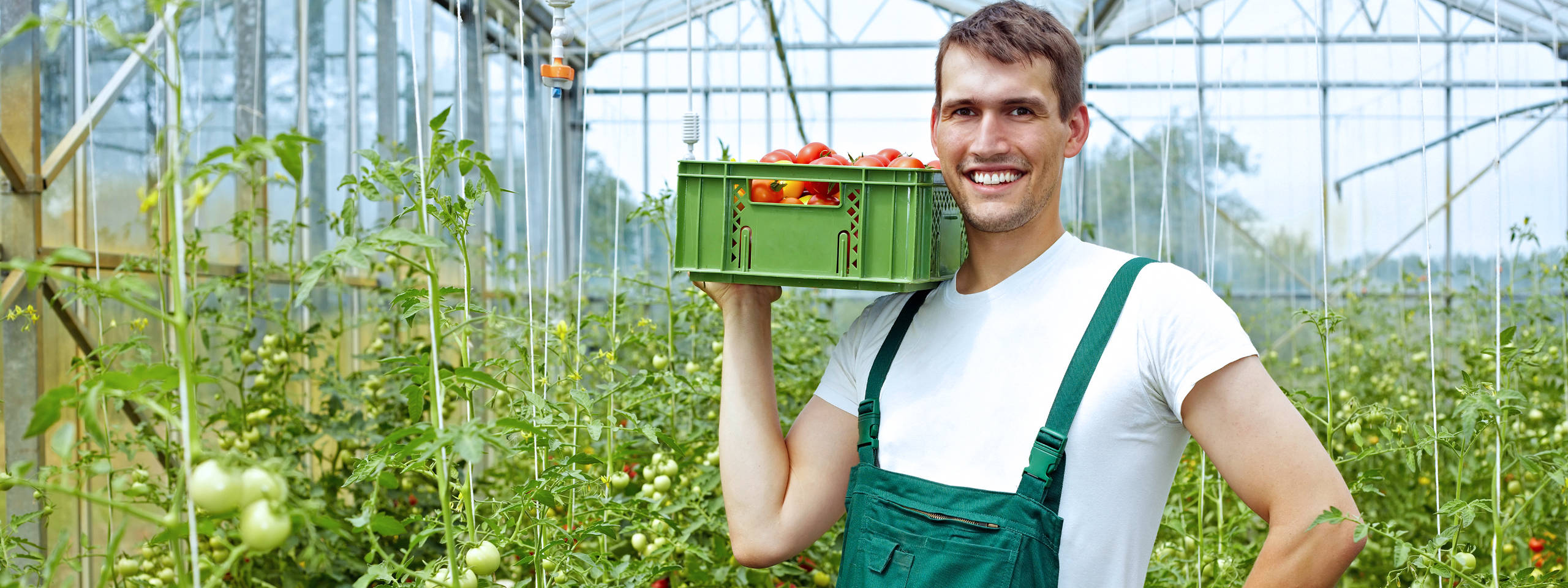 Ein Mann steht in einem Gewächshaus und trägt eine Kiste mit frischen Tomaten auf der Schulter.