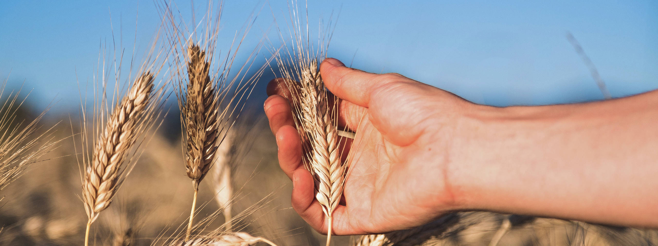 Eine Hand hält sanft goldene Weizenhalme vor einem blauen Himmel.