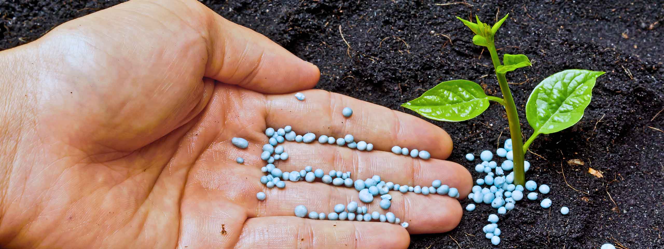Eine Hand hält blauen Dünger über fruchtbare Erde mit einer kleinen Pflanze und zwei grünen Blättern.