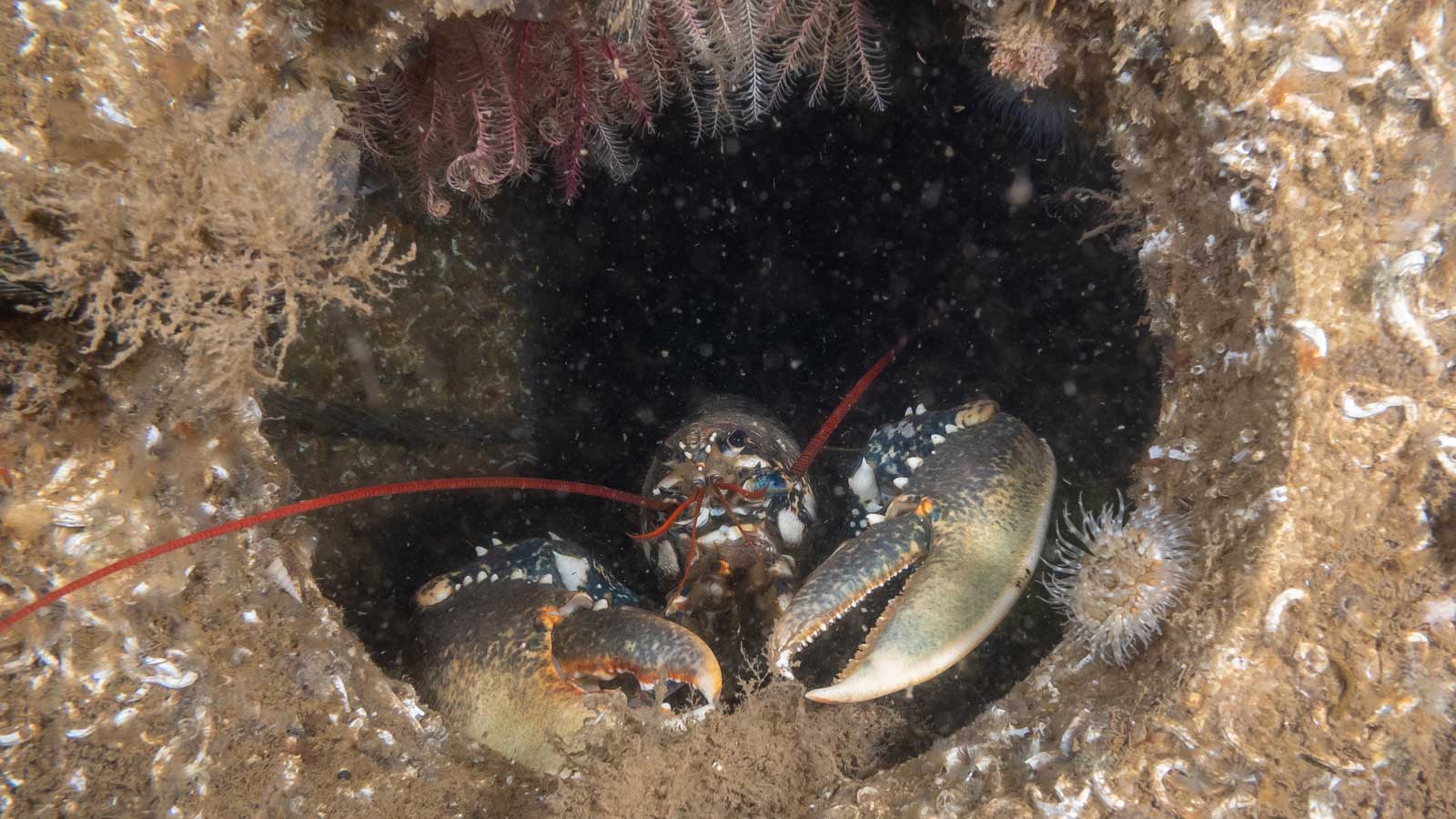 A lobster with two large claws is seen in a hole, surrounded by marine growth and algae.
