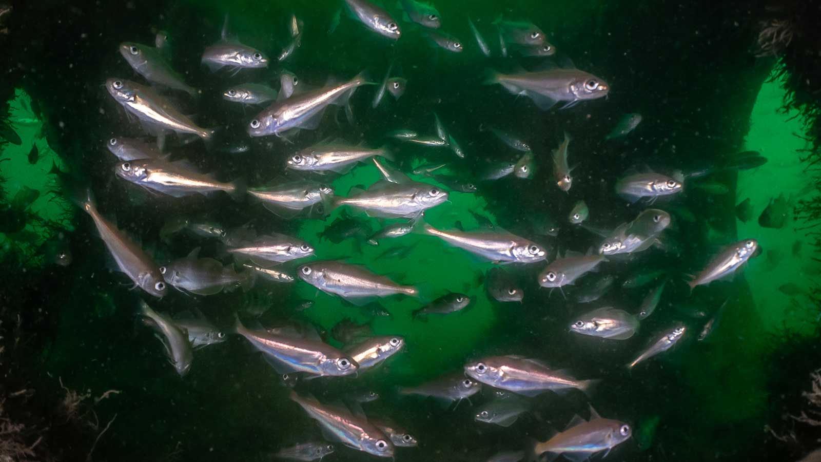 Underwater image of numerous silver fish swimming in a greenish environment.