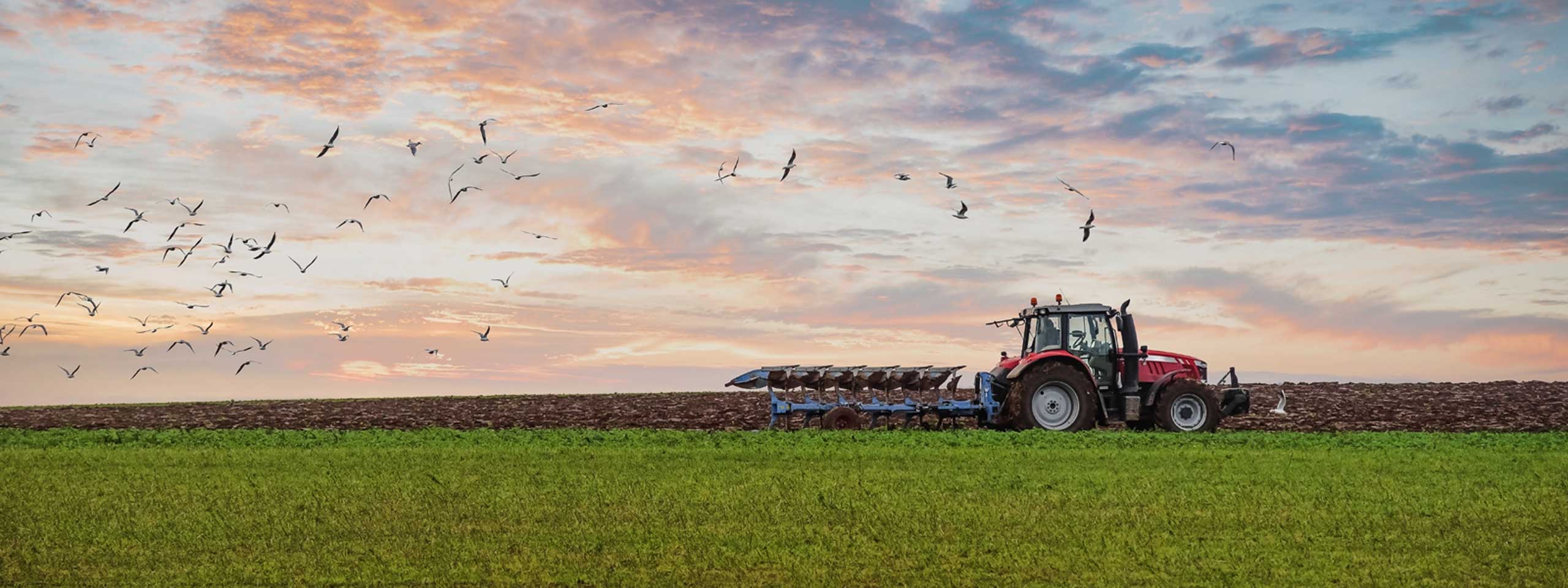 Ein roter Traktor pflügt ein grünes Feld bei Sonnenuntergang, während Vögel am Himmel fliegen.