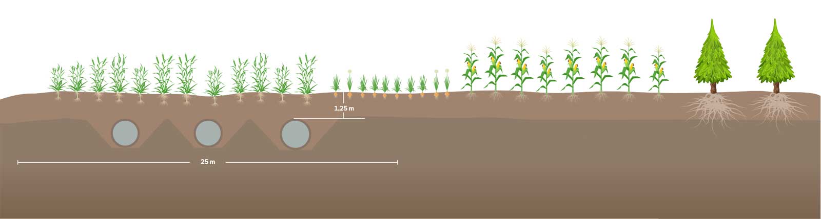 Ein Diagramm, das Bodenschichten mit Nutzpflanzen und Bäumen über der Erde zeigt, einschließlich Wurzelsystemen und Bewässerungselementen.