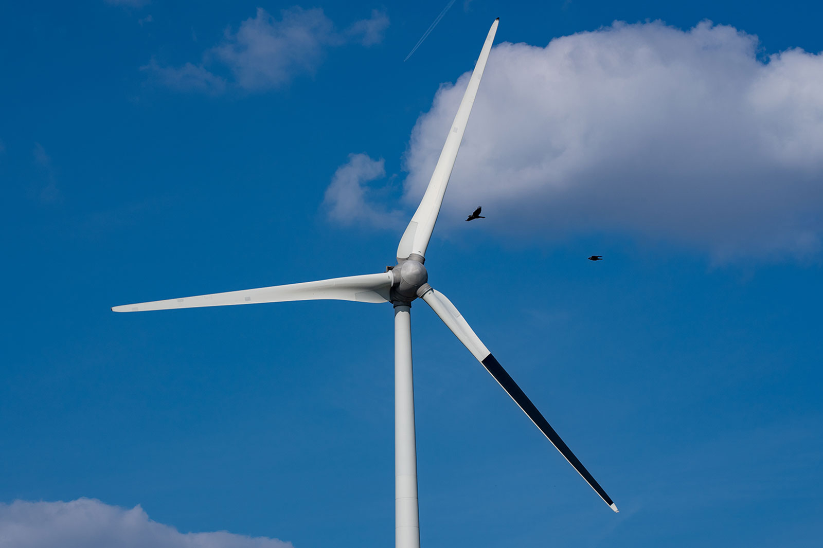 A wind turbine turns under a clear blue sky with some clouds and flying birds in the background.