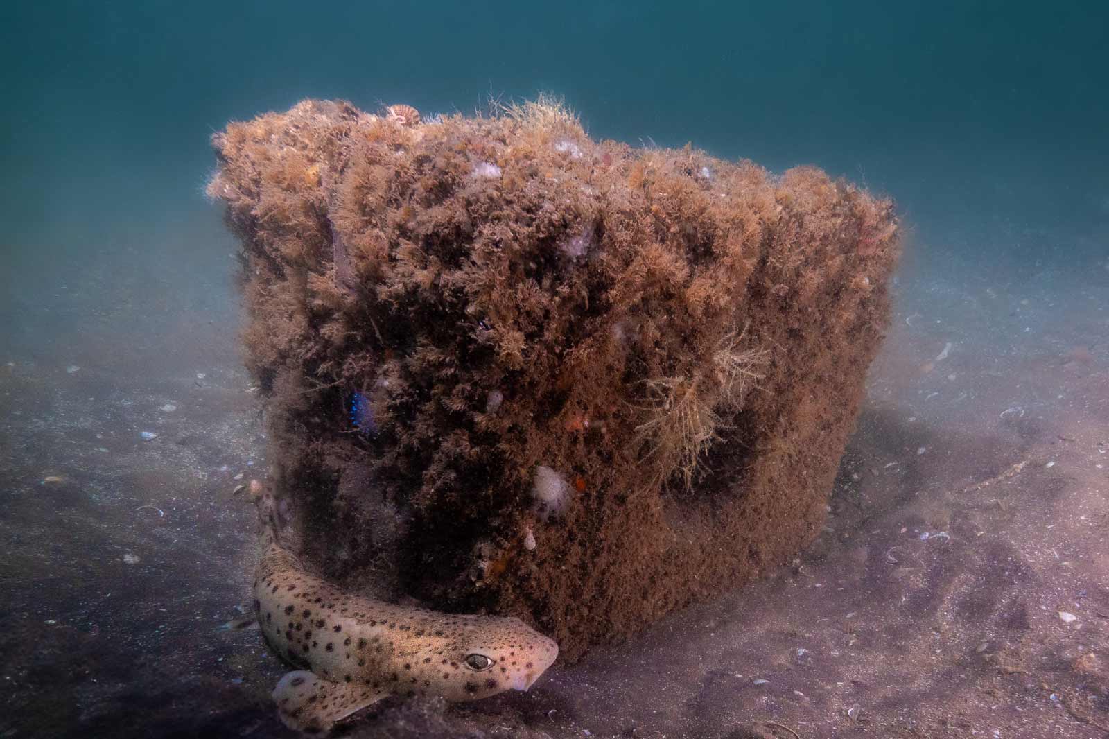 Ein Unterwasserbild zeigt einen schattigen Platz mit einem schattierten Block, umgeben von Algen und einem kleinen Punktrochen.