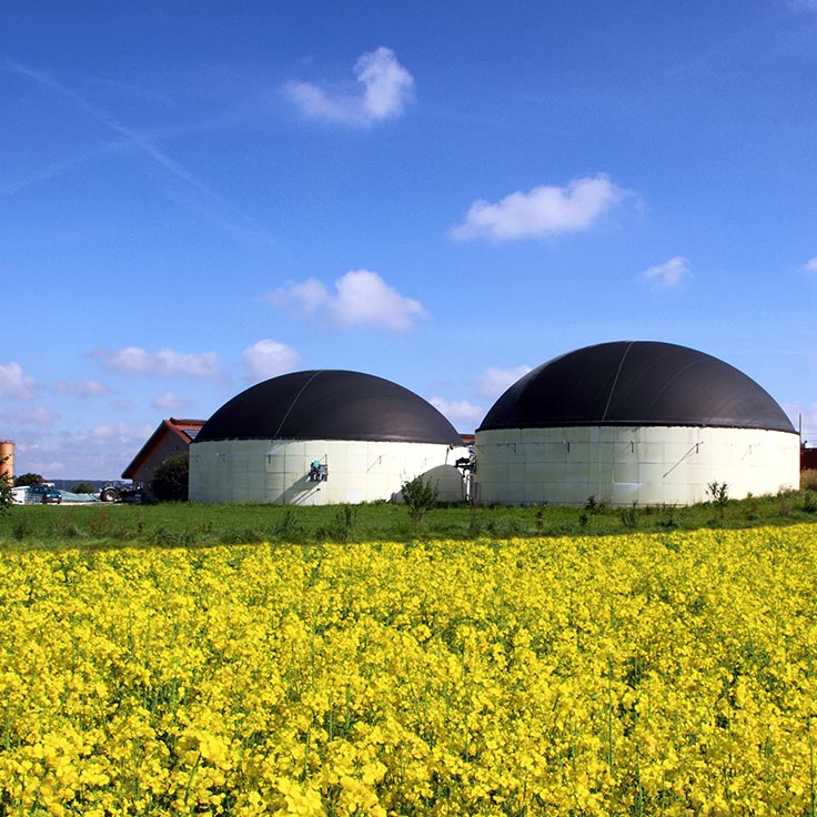 Two large, round biogas plants stand beside a bright yellow rapeseed field under a blue sky.