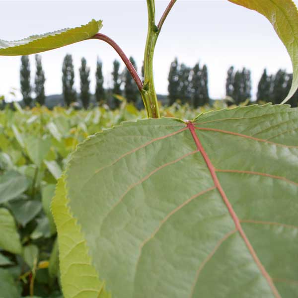 Eine Nahaufnahme eines grünen Blattes mit sichtbaren Adern, vor einem verschwommenen Hintergrund von Bäumen und Feldern.