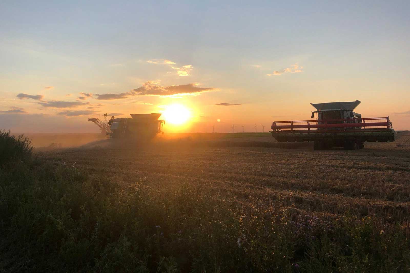 Zwei Mähdrescher ernten Getreide bei Sonnenuntergang, während Staub aufsteigt und Windkraftanlagen im Hintergrund sichtbar sind.