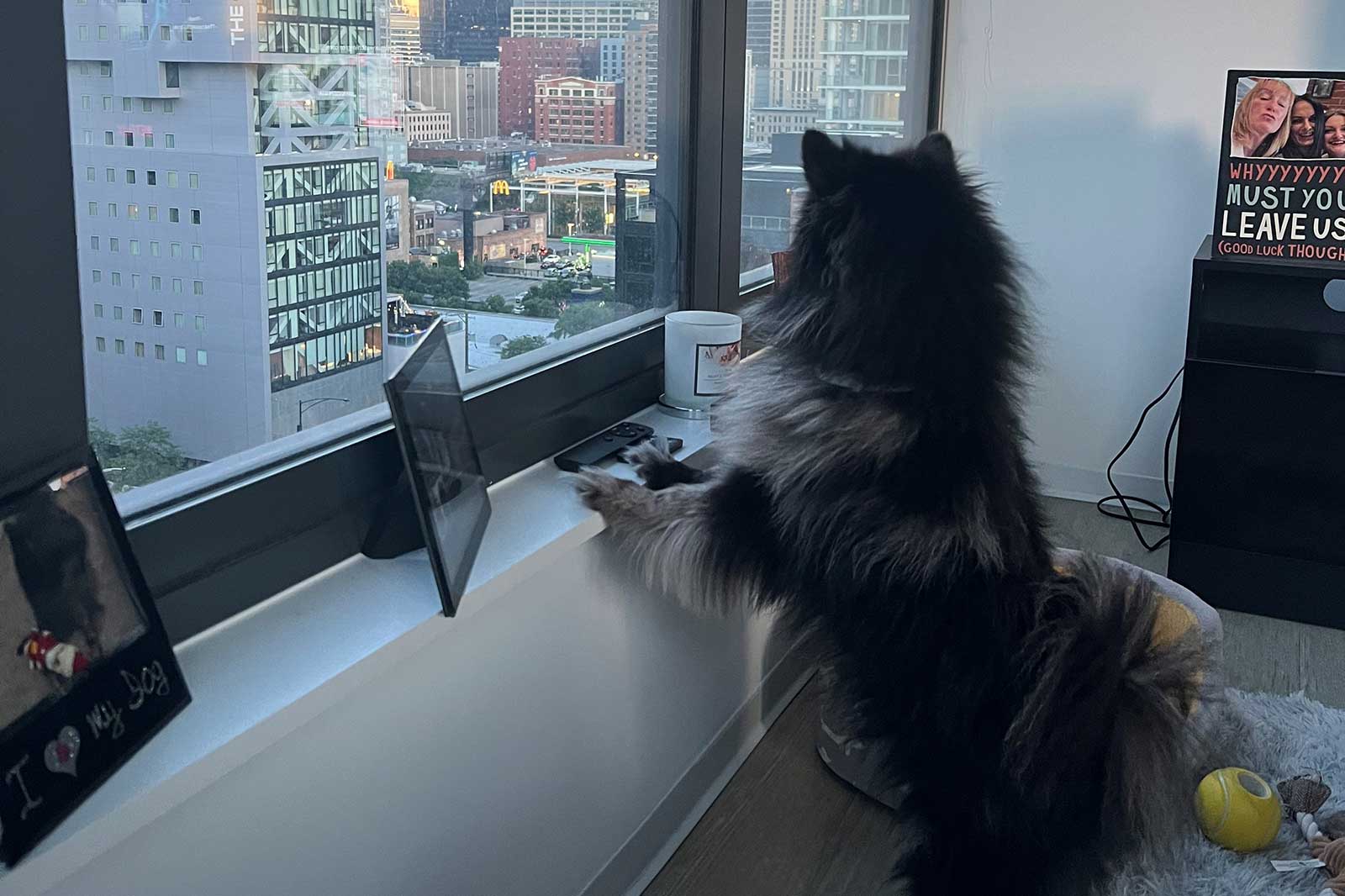 Ein flauschiger Hund, der auf seinen Hinterbeinen steht und durch ein großes Fenster auf eine Stadtlandschaft mit Gebäuden und Grün schaut.